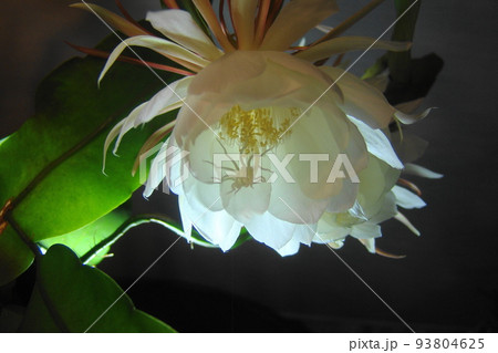 白い花 熱帯植物(8月)ゲッカビジン(月下美人)23 白い花 熱帯植物(8月)ゲッカビジン(月下美人)23 93804625
