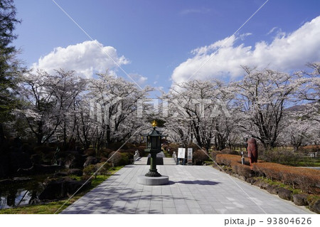 蓼科山 聖光寺(たてしなさん しょうこうじ)「本州で最も遅いソメイヨシノ」が見られる桜の名所である 蓼科山 聖光寺(たてしなさん しょうこうじ)「本州で最も遅いソメイヨシノ」が見られる桜の名所である 93804626