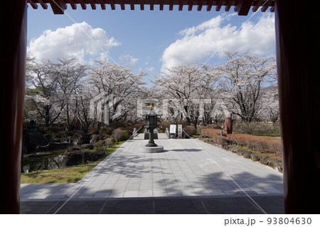 蓼科山 聖光寺（たてしなさん しょうこうじ）「本州で最も遅いソメイヨシノ」が見られる桜の名所である 93804630