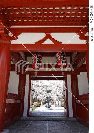 蓼科山 聖光寺（たてしなさん しょうこうじ）「本州で最も遅いソメイヨシノ」が見られる桜の名所である 93804646