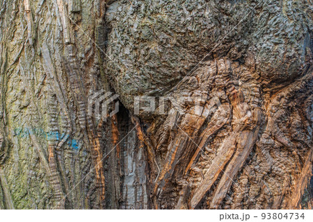 trunk of the tree. Tree age. Roots and large stems. 93804734