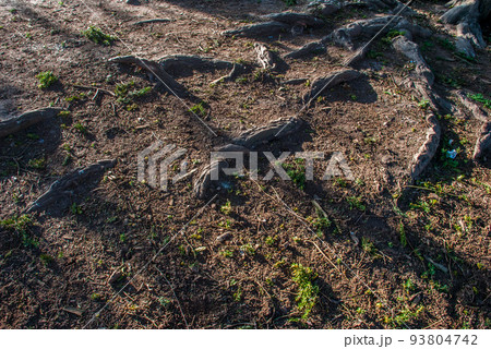 Roots that emerge from the soil 93804742