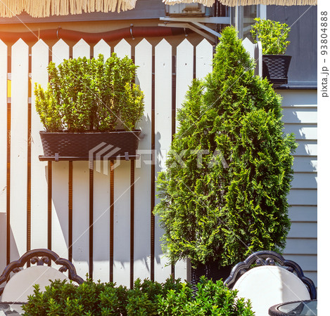 Thuja grows on the fence. Wooden white fence. Plant in a pot on the fence Thuja grows on the fence. Wooden white fence. Plant in a pot on the fence 93804888