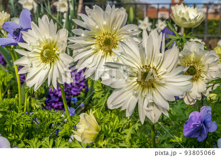 A group of strong African daisies, beautiful Osteospermum plants in the garden. 93805066