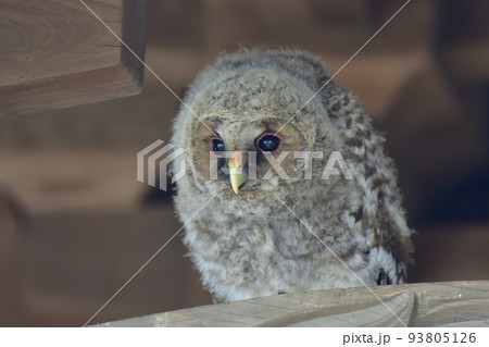 フクロウの雛 フクロウの雛 93805126