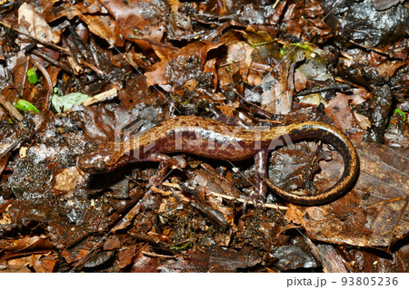 落葉とバンダイハコネサンショウウオ雌 落葉とバンダイハコネサンショウウオ雌 93805236