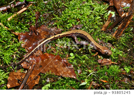 苔の上のバンダイハコネサンショウウオ　 93805245
