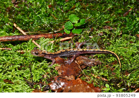 苔の上のバンダイハコネサンショウウオ 93805249