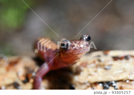 正面からのバンダイハコネサンショウウオ 93805257