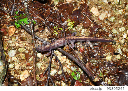産卵場近くを歩くバンダイハコネサンショウウオ 産卵場近くを歩くバンダイハコネサンショウウオ 93805265