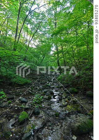 新緑のバンダイハコネサンショウウオ生息の森 新緑のバンダイハコネサンショウウオ生息の森 93805270