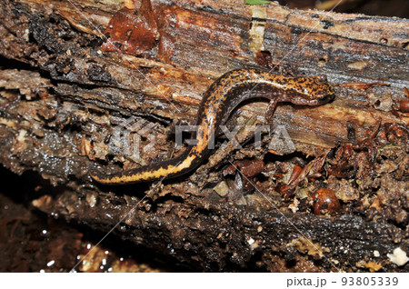 朽木の中にいたバンダイハコネサンショウウオの若い個体 93805339