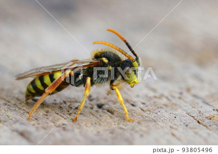 Closeup of a colorful yellow male Lathbury's nomad bee, Nomada lathburiana 93805496