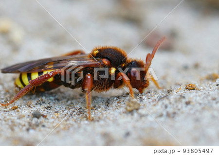 Closeup of a colorful red female Lathbury's Nomad Bee , Nomada lathburiana, in the sand 93805497