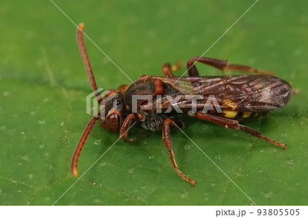 Closeup on a colorful red female flavous nomad cleptoparasite bee Nomada flava 93805505
