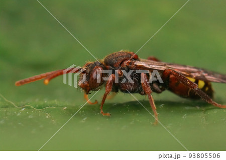 Closeup on a colorful red female flavous nomad cleptoparasite bee Nomada flava 93805506