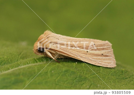 Closeup on the lightbrown Mythimna impura, smoky wainscot moth, sitting on a green leaf 93805509
