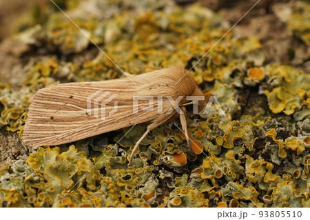 Closeup on the Smoky wainscot owlet moth, Mythimna impura sitting on a lichen covered wood 93805510