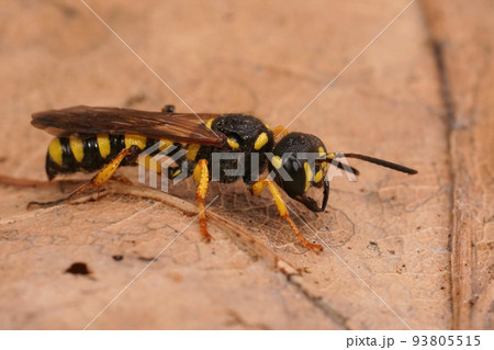 Closeup on a Sand Tailed Digger Wasp, Cerceris arenaria sitting on a dried leaf Closeup on a Sand Tailed Digger Wasp, Cerceris arenaria sitting on a dried leaf 93805515