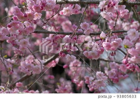 世界遺産　本離宮二条城　桜 93805633