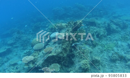 マレーシア　ティオマン島の珊瑚と魚 93805833