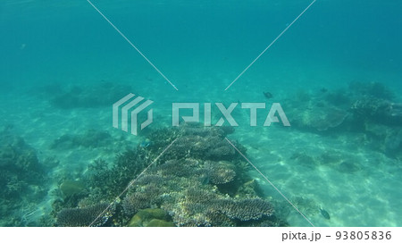 マレーシア　ティオマン島の珊瑚と魚 93805836