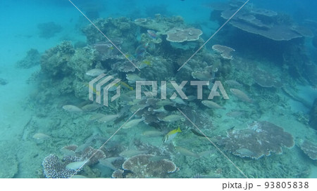 マレーシア　ティオマン島の珊瑚と魚 93805838