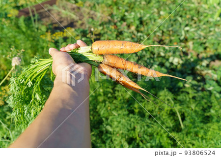Carrot in hand. A large bunch of carrots in a man hand on the background of the garden. Organic vegetables. Healthy eating Carrot in hand. A large bunch of carrots in a man hand on the background of the garden. Organic vegetables. Healthy eating 93806524