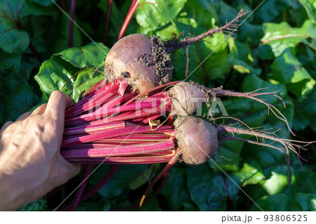 Fresh beets. Harvest fresh organic beet, beetroot on the ground. Bionatural products, organic. Fresh beets. Harvest fresh organic beet, beetroot on the ground. Bionatural products, organic. 93806525