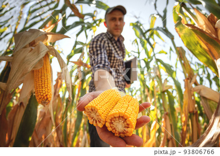 A young agronomist inspects the quality of the corn crop on agricultural land. Farmer in a corn field on a hot sunny day 93806766