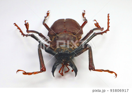 Beetle isolated on white. Giant longhorn beetle with giant jaws Dorysthenes buqueti macro close up. Collection beetles, cerambycidae, entomology, insects. 93806917