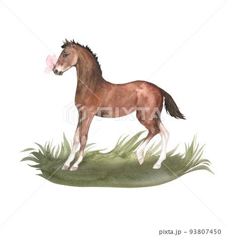 Watercolor illustration of bay foal standing in green grass with pink butterfly Watercolor illustration of bay foal standing in green grass with pink butterfly 93807450