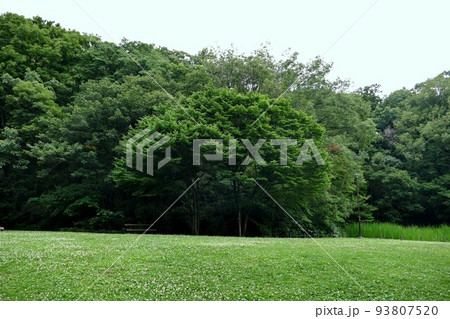 久良岐公園（くらきこうえん）　横浜市港南区～磯子区  池   散策路 雑木林　令和3年5月 93807520