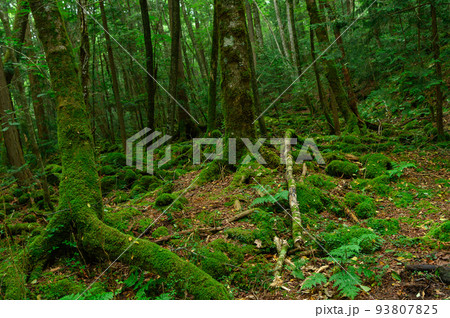 青木ヶ原樹海・薄暗い森の中 93807825