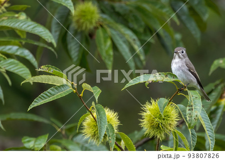 栗の木の枝にとまるコサメビタキ 栗の木の枝にとまるコサメビタキ 93807826