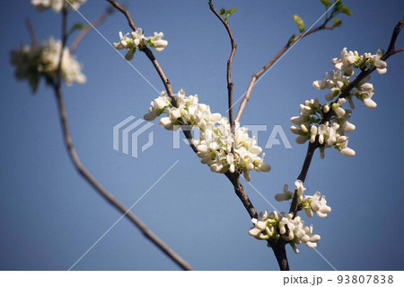 白い花咲く、ハナズオウ 93807838