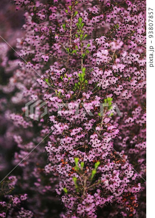 ジャノメエリカ　満開の花と若葉 93807857