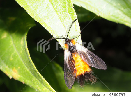 ミノウスバ（オス） 93807934