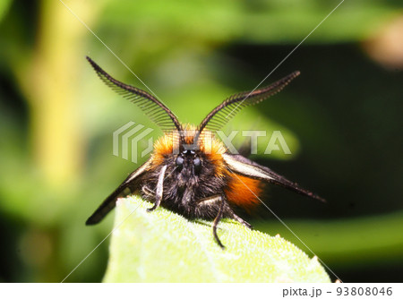 ミノウスバ（オス） 93808046