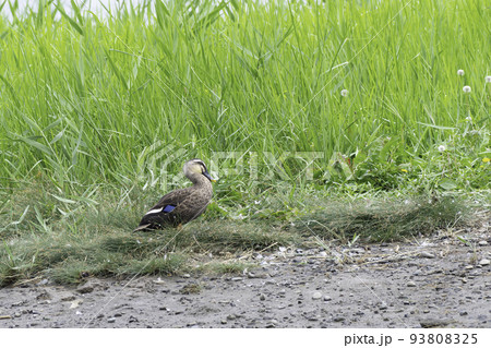 青い翼鏡が目立つカルガモ 93808325