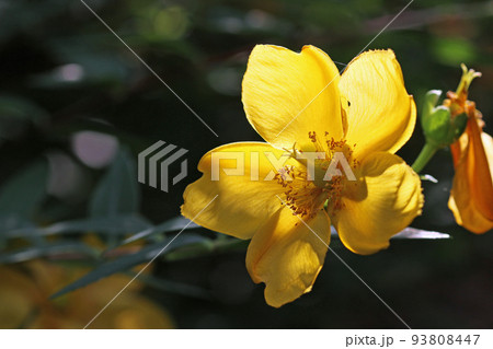 Rose of Sharon yellow flower in close up 93808447