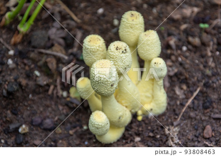 コガネキヌカラカサタケ コガネキヌカラカサタケ 93808463