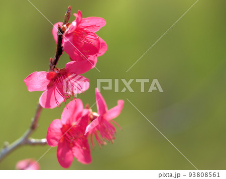 3月に咲いた梅の花「佐橋紅（サバシコウ）」 93808561