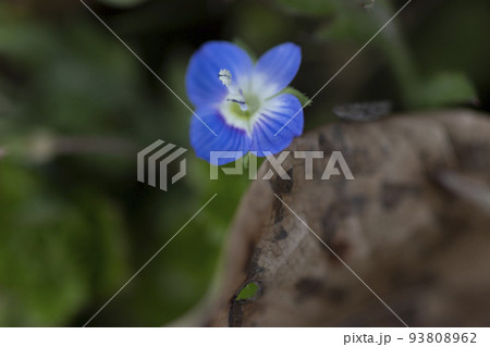 冬の野草 オオイヌノフグリの写真素材 [93808962] - PIXTA