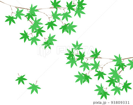 緑の紅葉 左右の枝 93809331