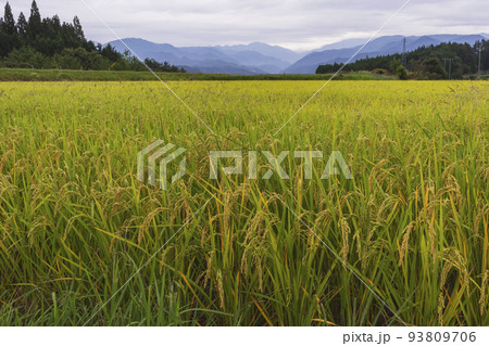 210917上野平z060 210917上野平z060 93809706