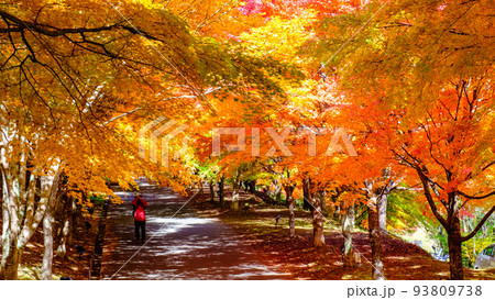 箕輪町・もみじ湖の紅葉 93809738