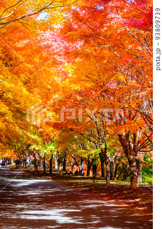 箕輪町・もみじ湖の紅葉 93809739