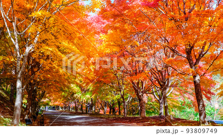 箕輪町・もみじ湖の紅葉 箕輪町・もみじ湖の紅葉 93809749