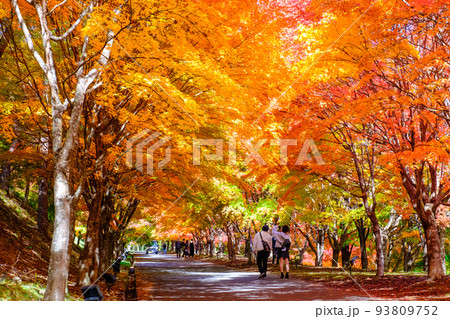 箕輪町・もみじ湖の紅葉 93809752